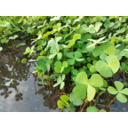MARSILEA quadrifolia