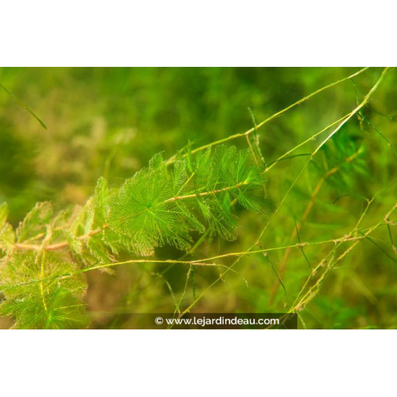 MYRIOPHYLLUM spicatum