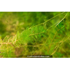 MYRIOPHYLLUM spicatum MYRIOPHYLLUM spicatum