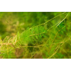 MYRIOPHYLLUM spicatum