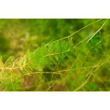MYRIOPHYLLUM spicatum