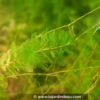 MYRIOPHYLLUM spicatum