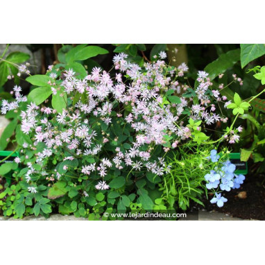 THALICTRUM kiusianum