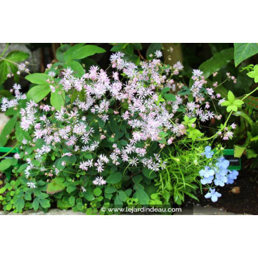 THALICTRUM kiusianum