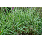 PHALARIS arundinacea var. picta 'Feesey'