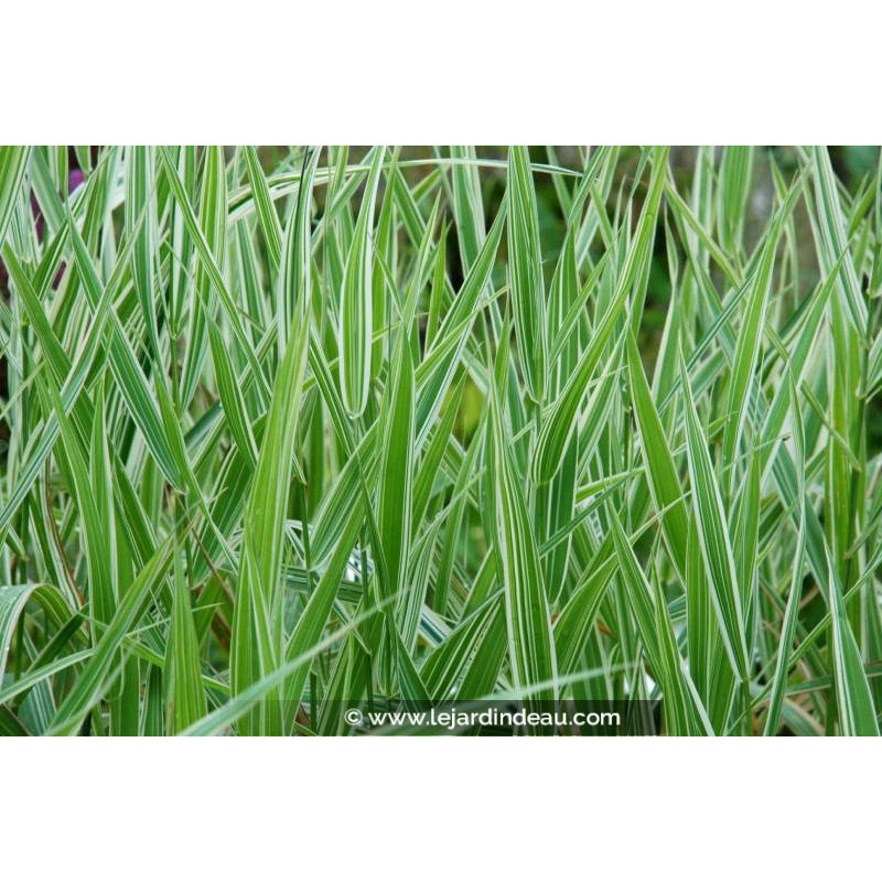 PHALARIS arundinacea var. picta 'Feesey'