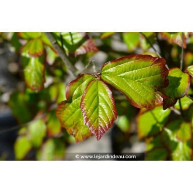 PARROTIA persica \'Persian Spire\'