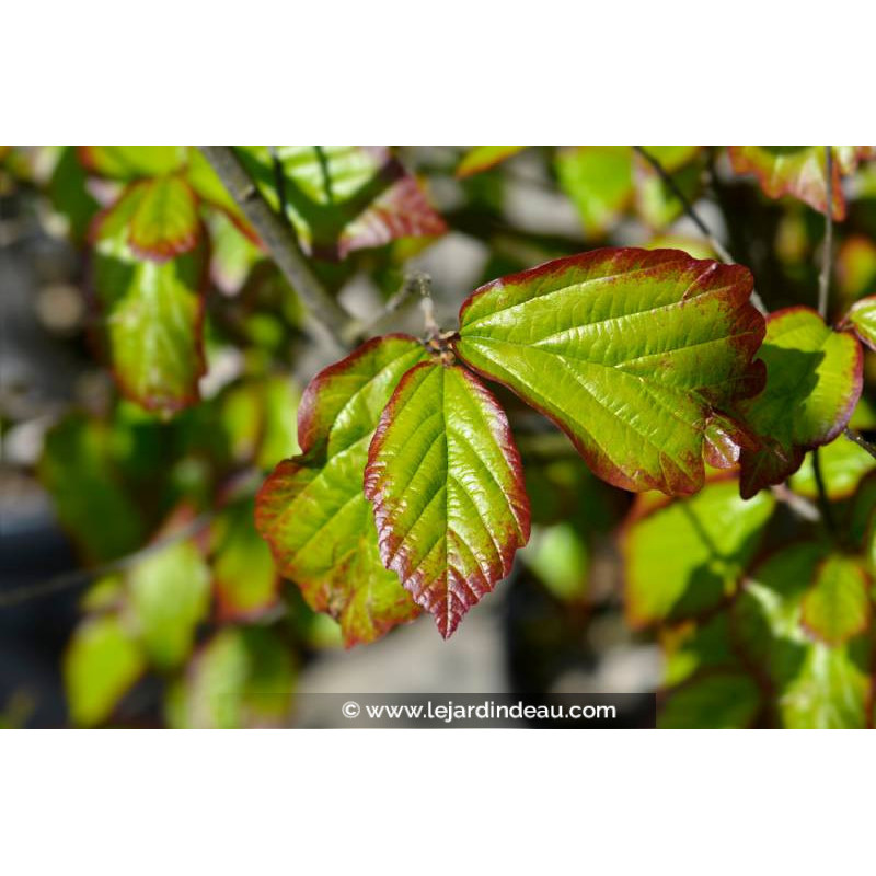 PARROTIA persica 'Persian Spire'