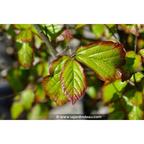 PARROTIA persica 'Persian Spire'