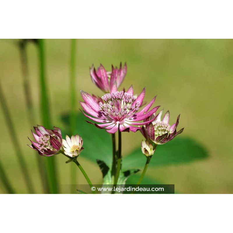 ASTRANTIA major 'Primadonna'