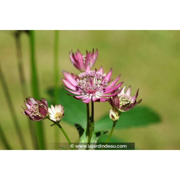 ASTRANTIA major 'Primadonna'