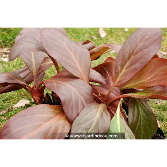 BERGENIA 'Bressingham White' - Hiver
