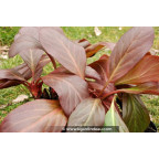 BERGENIA 'Bressingham White' - Hiver