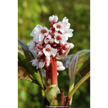 BERGENIA \'Bressingham White\'
