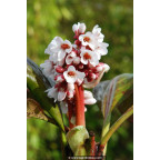 BERGENIA 'Bressingham White'