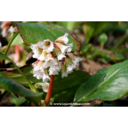 BERGENIA 'Bressingham White'