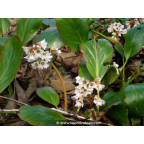 BERGENIA 'Bressingham White'