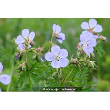 GERANIUM pratense \'Mrs Kendall Clarke\' - Géranium des prés / Géranium vivace
