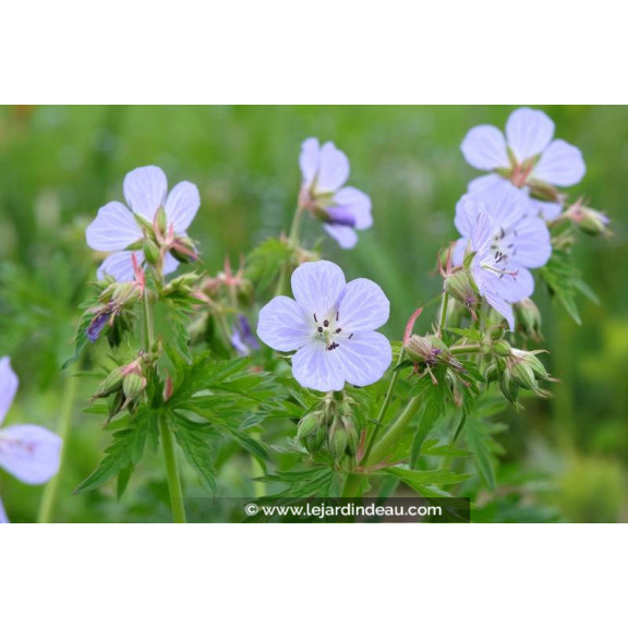 GERANIUM pratense 'Mrs Kendall Clarke'