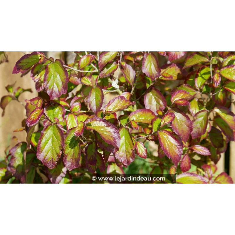 PARROTIA persica 'Persian Spire' - Printemps