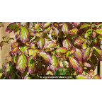 PARROTIA persica 'Persian Spire' - Printemps