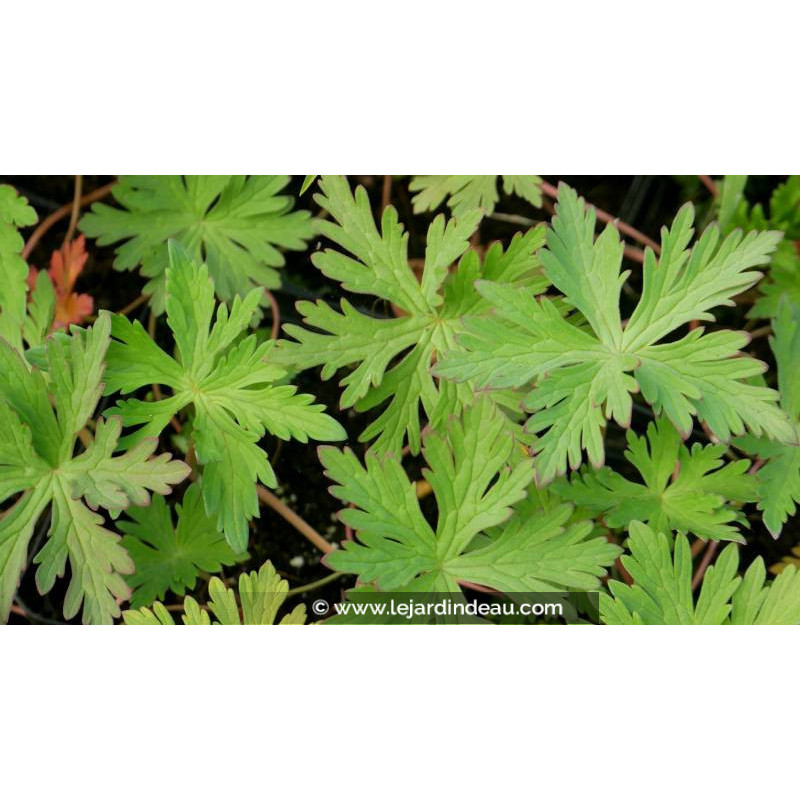 GERANIUM pratense 'Mrs Kendall Clarke'