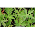 GERANIUM pratense 'Mrs Kendall Clarke'