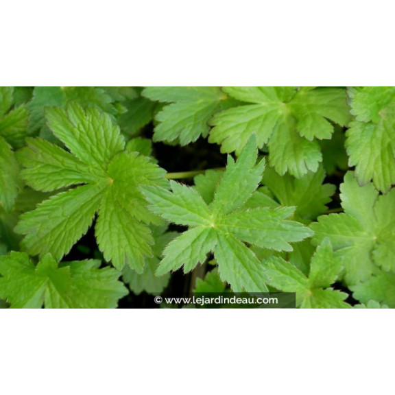 ASTRANTIA major 'Primadonna' - Printemps