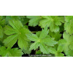 ASTRANTIA major 'Primadonna' - Printemps