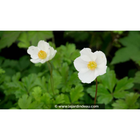 ANEMONE sylvestris - Printemps