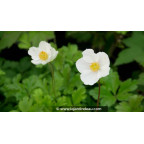 ANEMONE sylvestris - Printemps