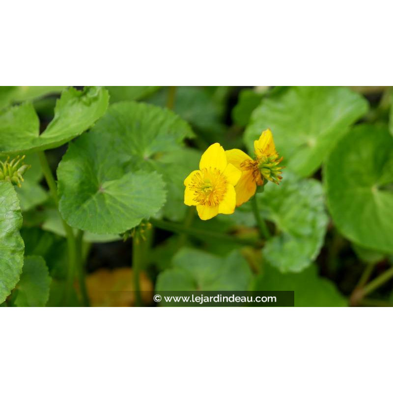 CALTHA polypetala - Printemps