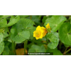 CALTHA polypetala - Printemps