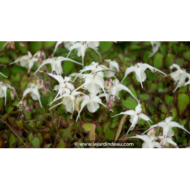 EPIMEDIUM grandiflorum \'Bandit\'