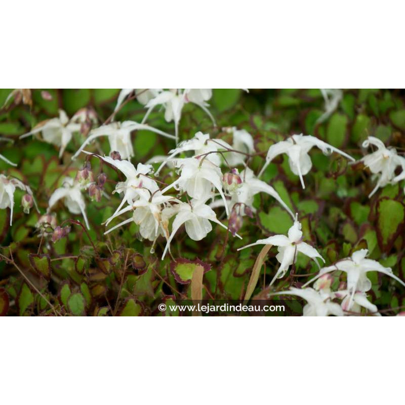 EPIMEDIUM grandiflorum 'Bandit' EPIMEDIUM grandiflorum 'Bandit'