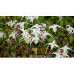 EPIMEDIUM grandiflorum 'Bandit' EPIMEDIUM grandiflorum 'Bandit'