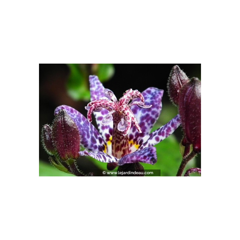 TRICYRTIS formosana 'Dark Beauty'