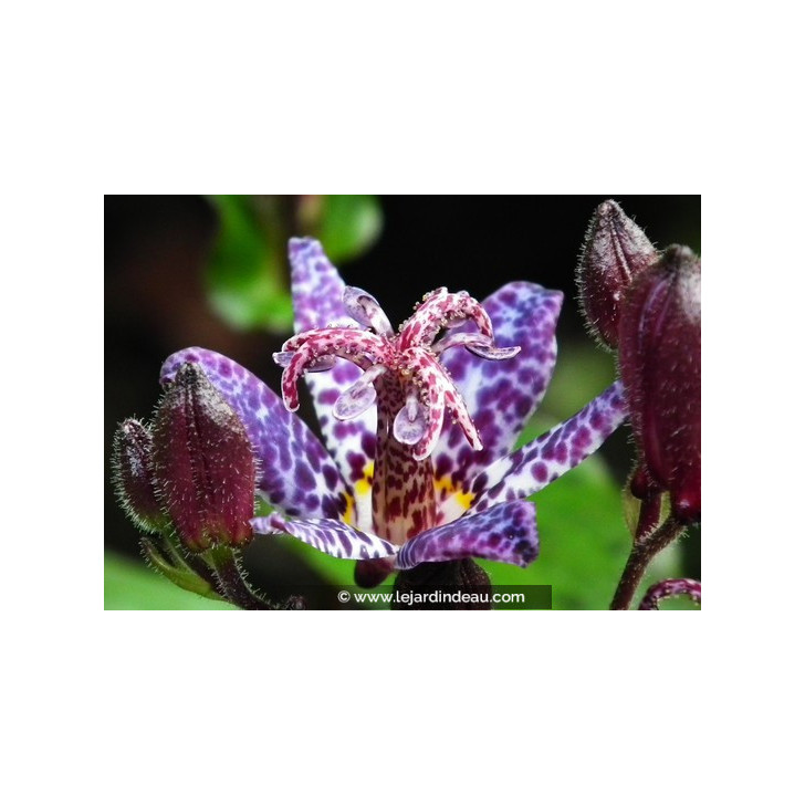 TRICYRTIS formosana 'Dark Beauty'