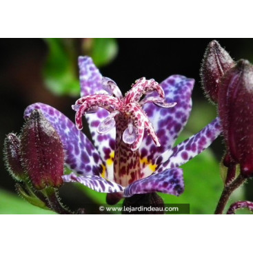 TRICYRTIS formosana \'Dark Beauty\'