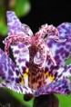 TRICYRTIS formosana 'Dark Beauty'