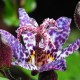 TRICYRTIS formosana 'Dark Beauty'