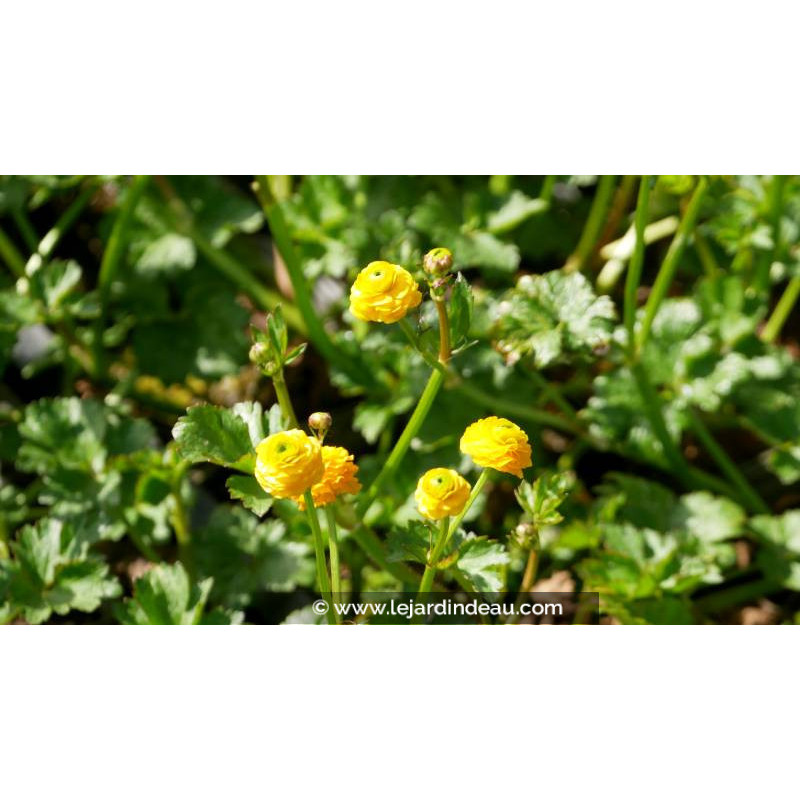 RANUNCULUS acris 'Multiplex' - Printemps