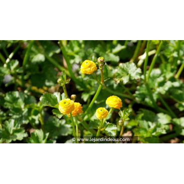 RANUNCULUS acris \'Multiplex\'