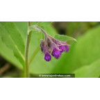 SYMPHYTUM officinale - Printemps
