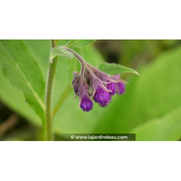 SYMPHYTUM officinale