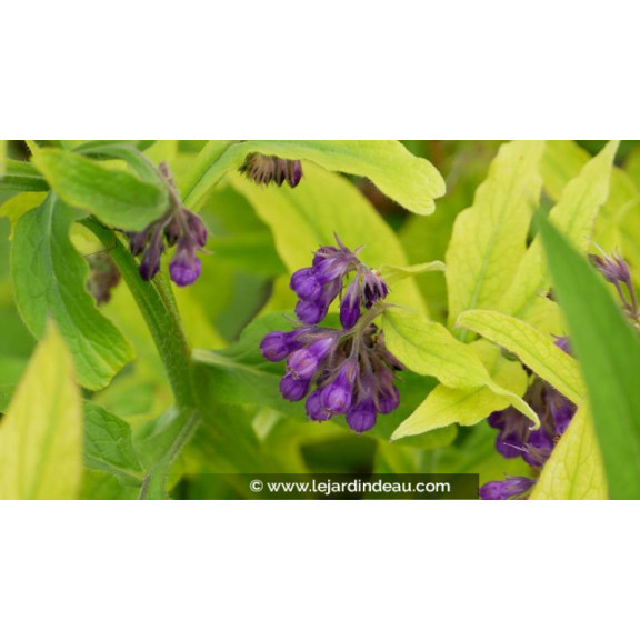 SYMPHYTUM officinalis 'Purpureum' - Printemps
