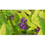 SYMPHYTUM officinalis 'Purpureum' - Printemps