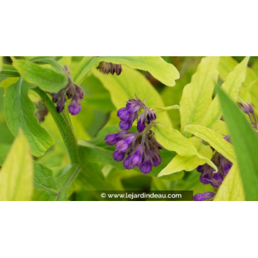 SYMPHYTUM officinalis \'Purpureum\'