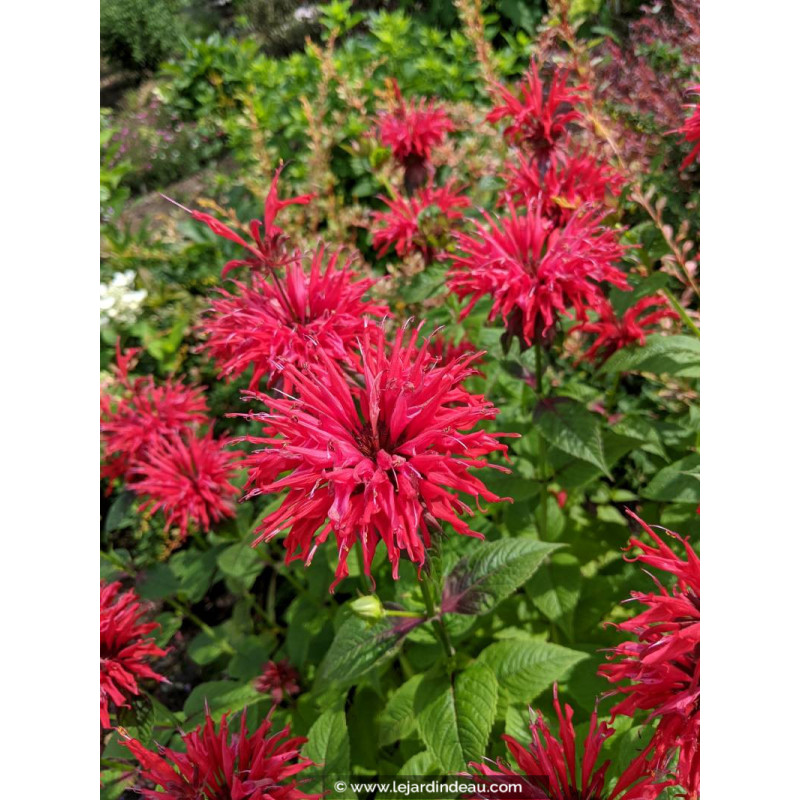 MONARDA 'Cambridge Scarlet'