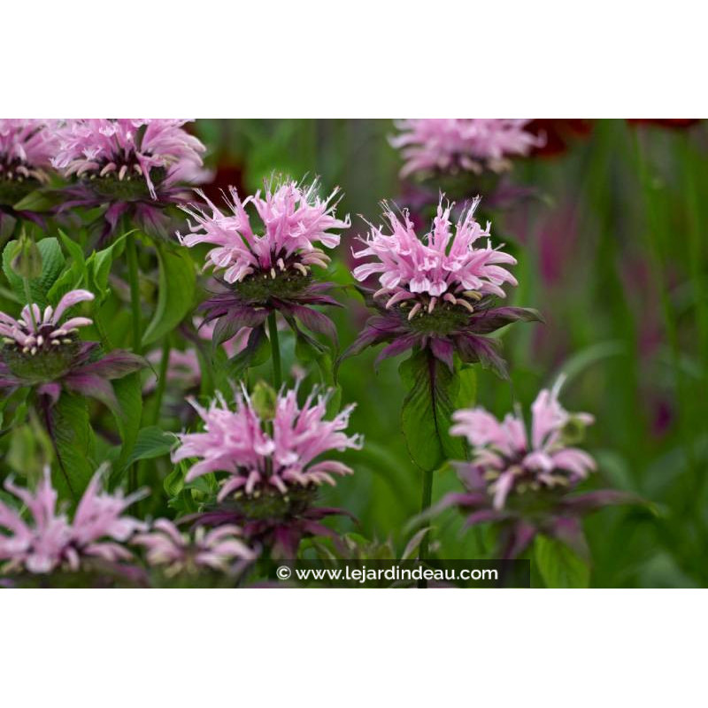 MONARDA 'Beauty of Cobham' MONARDA 'Beauty of Cobham'